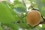 Meruňka odrůdy Ananasová (foto ČSOP)
