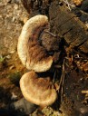Anýzovník vonný – nenápadná houba s výraznou vůní (foto Jan Moravec)