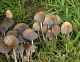 Hnojník – houba, která existuje jen několik málo hodin (foto Jan Moravec)