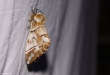 Soutěž ČSOP: Bez síťky na lov motýlů - strakáč březový